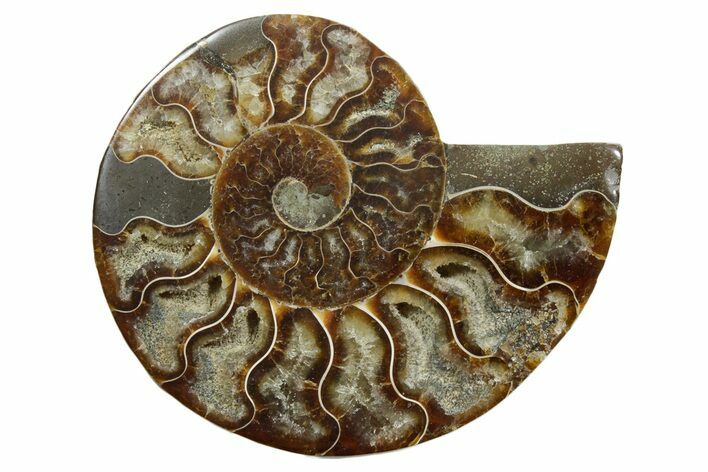 Cut & Polished Ammonite Fossil (Half) - Madagascar #349035